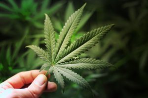 https://chrisvandewater.com/the-weed-truth-recreational-use-of-marijuana-even-if-legalized-in-new-york-can-still-get-you-fired/