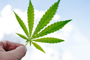 What Does the Legalization of Marijuana for Recreational Use Entail?